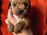 Ev Ortaminda Büyüyen Toypoodle Yavrular
