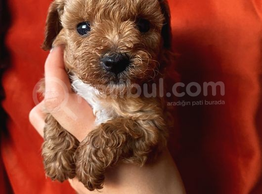 Ev Ortaminda Büyüyen Toypoodle Yavrular görsel