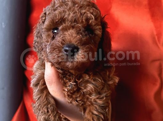 Ev Ortaminda Büyüyen Toypoodle Yavrular görsel