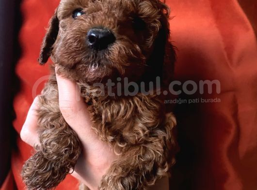 Ev Ortaminda Büyüyen Toypoodle Yavrular görsel