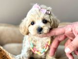 Mini Boy Maltipoo Dizayn Irk Yavrular