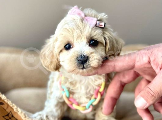 Mini Boy Maltipoo Dizayn Irk Yavrular görsel