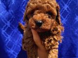 Ev Ortaminda Büyüyen Toypoodle Yavrular