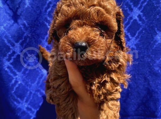 Ev Ortaminda Büyüyen Toypoodle Yavrular görsel