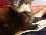 Scottish Straight Black Golden Tabby