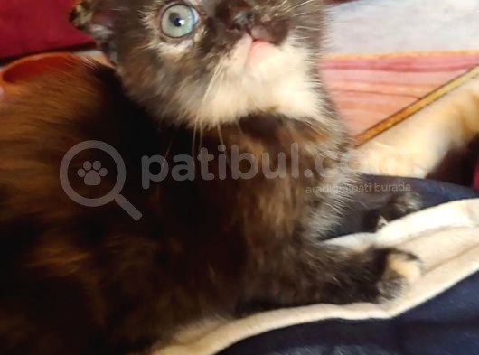 Scottish Straight Black Golden Tabby görsel