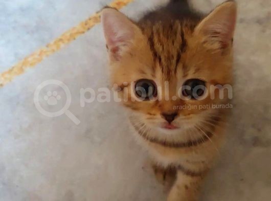 Scottish Straight Black Golden Tabby