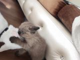 Kendi Cinslerinin En Güzelleri