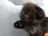 Süper Nadir Kahverengi British Shorthair Yavrularımız