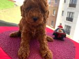 Red Brown Toy Yavrular