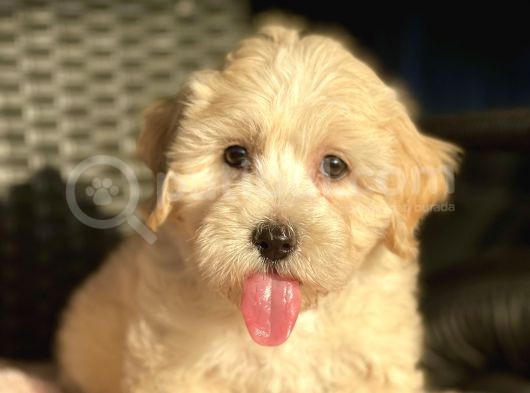 Show Kalite Maltipoo Yavrular