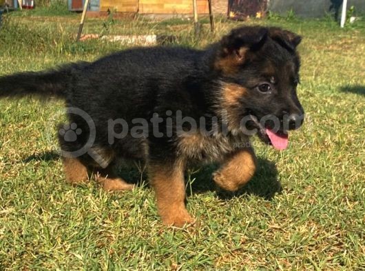 Secereli̇ Alman Çoban Köpeği̇ Yavrularimiz görsel