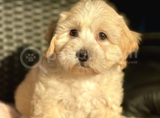 Show Kalite Maltipoo Yavrular görsel