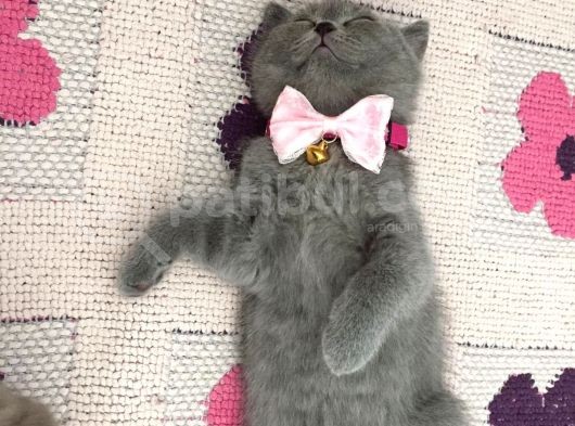 British Shorthair Yavruları görsel
