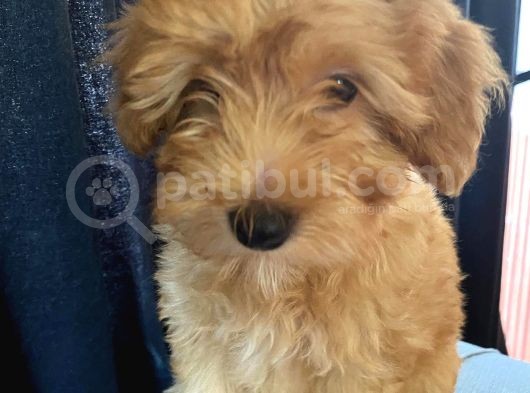 Anne Altından Garantili Sağlıklı Maltipoodle  Yavrular görsel