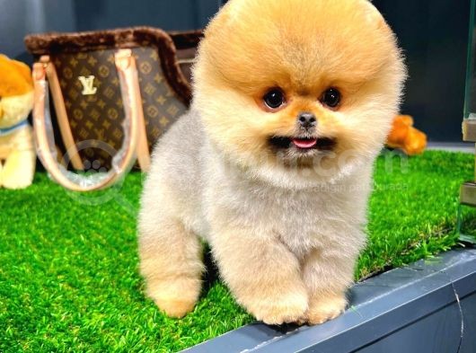 Irk Ve Sağlık Garantili Pomeranian Boo Yavrularımız