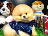 Ayı Surat Pomeranian Boo Yavrularımız