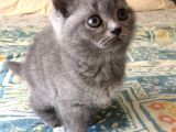 British Shorthair Yavruları