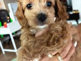 Çok Tatlı Maltipoo Yavruları