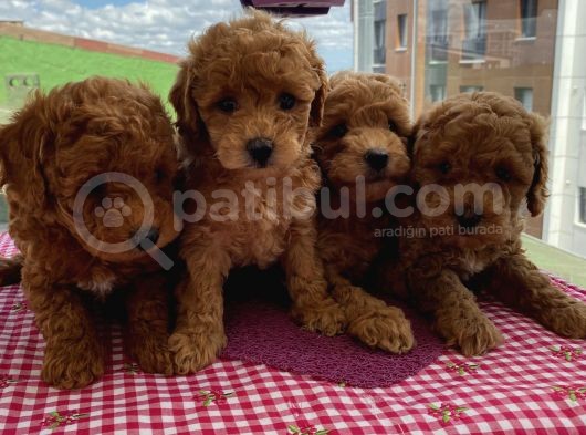 Ev Ortaminda Büyüyen Toy Bebekler