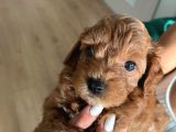 Çok Tatlı Maltipoo Yavruları