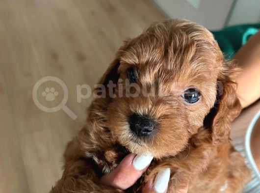 Çok Tatlı Maltipoo Yavruları görsel