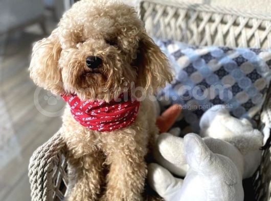 Anne Altından Garantili Sağlıklı Maltipoodle  Yavrular görsel