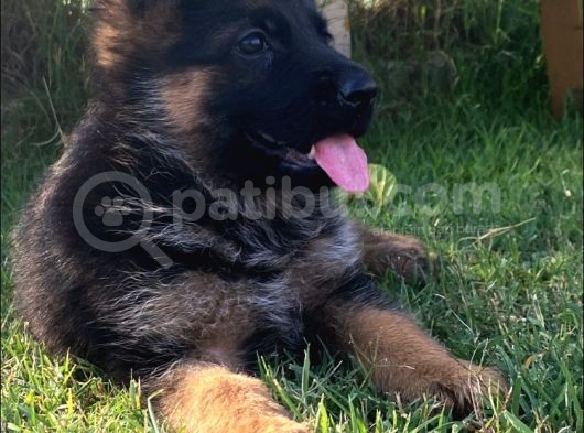 Secereli̇ Alman Çoban Köpeği̇ Yavrularimiz görsel
