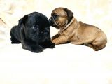 Yavru French Bulldog Bebeklerim