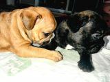 Yavru French Bulldog Bebeklerim