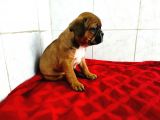 Yavru French Bulldog Bebeklerim
