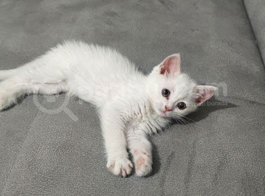 Sağlıklı Erkek Yavrumuz Yeni Yuvasını Arıyor görsel