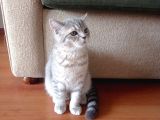 Luna Mizin Yavruları