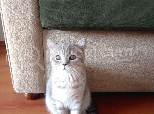 Luna Mizin Yavruları görsel