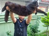 Maine Coon Yavrular 40 Günlük