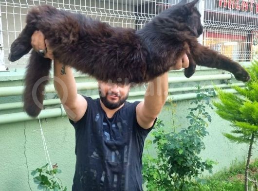 Maine Coon Yavrular 40 Günlük görsel