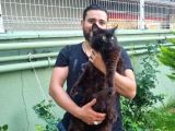 Maine Coon Yavrular 40 Günlük