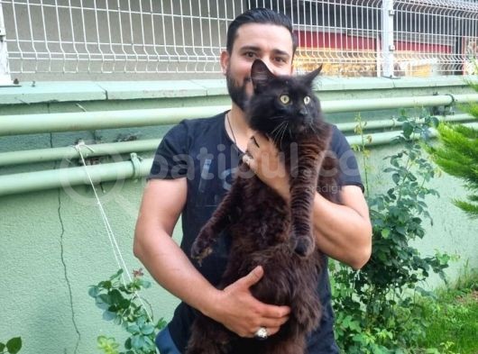 Maine Coon Yavrular 40 Günlük görsel