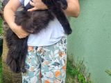 Maine Coon Yavrular 40 Günlük
