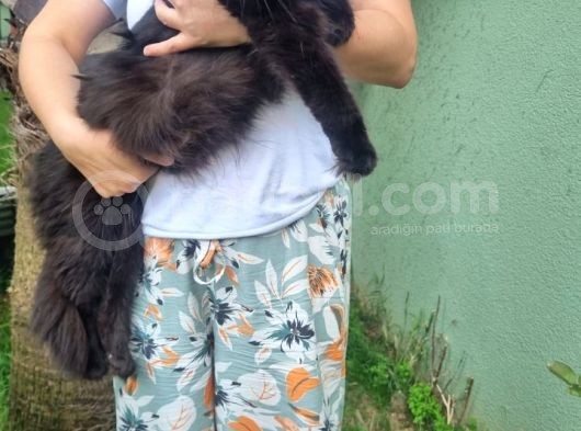 Maine Coon Yavrular 40 Günlük görsel