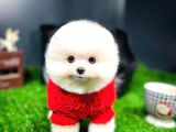 Irk Ve Sağlık Garantili Pomeranian Boo Yavrularımız
