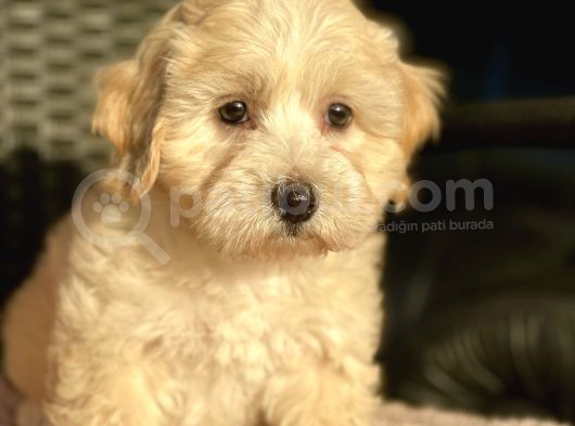 Show Kali̇te Malti̇poo Bebekler görsel