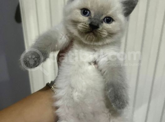 British Blue Point görsel