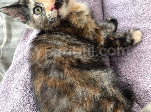 2Aylık Van Kedisi Iran Kedisi Kırma görsel