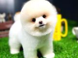 Ayı Surat Pomeranian Boo Yavrularımız