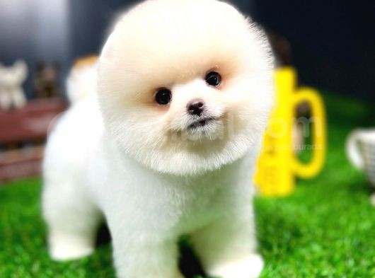 Ayı Surat Pomeranian Boo Yavrularımız görsel