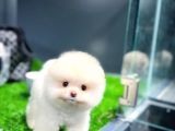 Irk Ve Sağlık Garantili Pomeranian Boo Yavrularımız