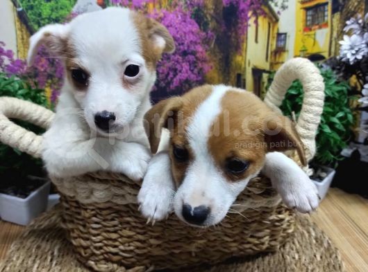 A Kali̇te Jack Russel Yavrularimiz görsel