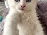 Van İran Kedi̇si̇ Kirma