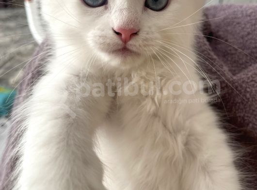Van İran Kedi̇si̇ Kirma görsel